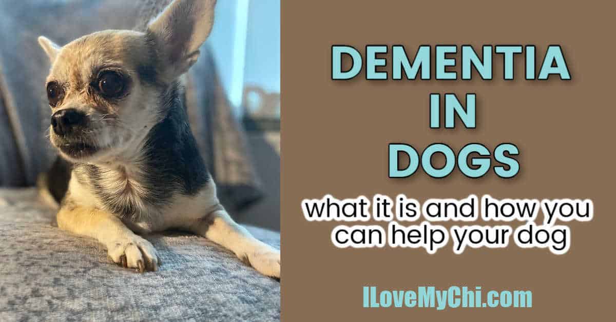 Dementia in Dogs I Love My Chi