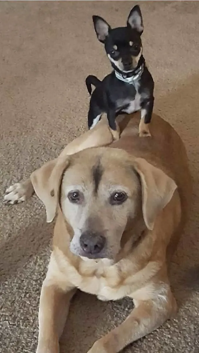 small black and tan chihuahua standing on top of yellow lab