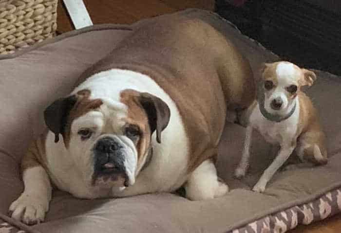white and tan bulldog and chihuahua on couch
