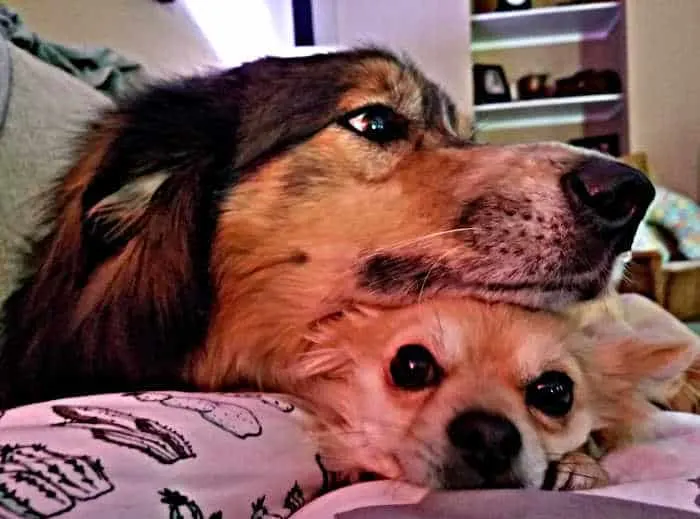 large dog laying head across chihuahua