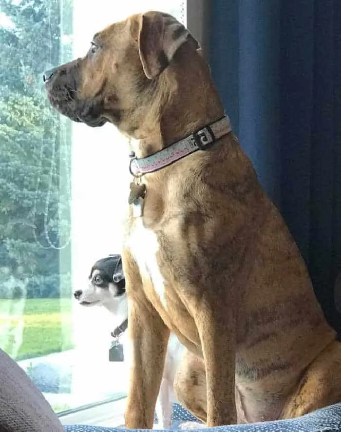 bull mastiff boxer mix and chihuahua mix looking out window