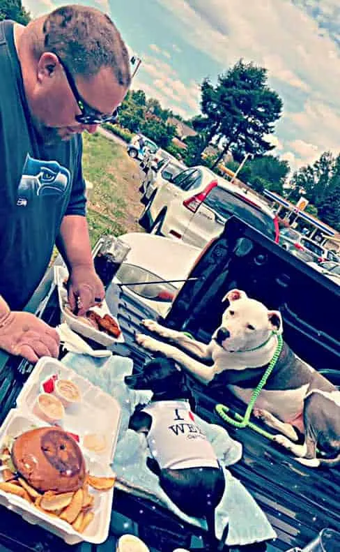 man making sandwich with chihuahua and pitbull looking on