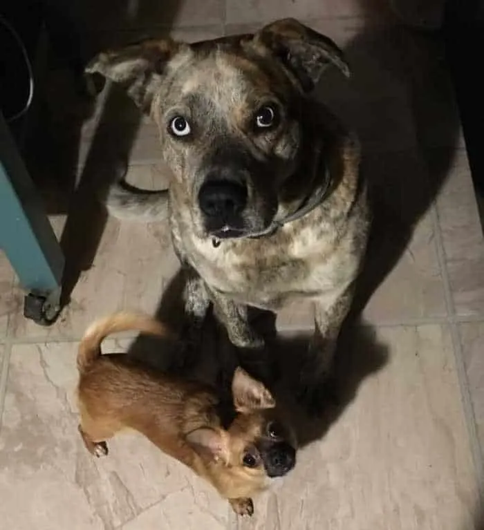 large blue eyed dog and tiny chihuahua