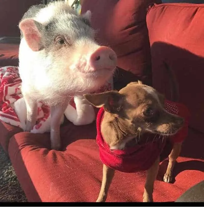 pig with chihuahua