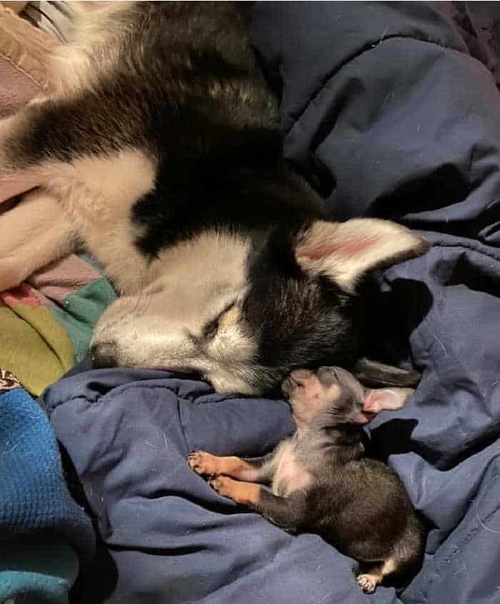 Husky and chihuahua napping together