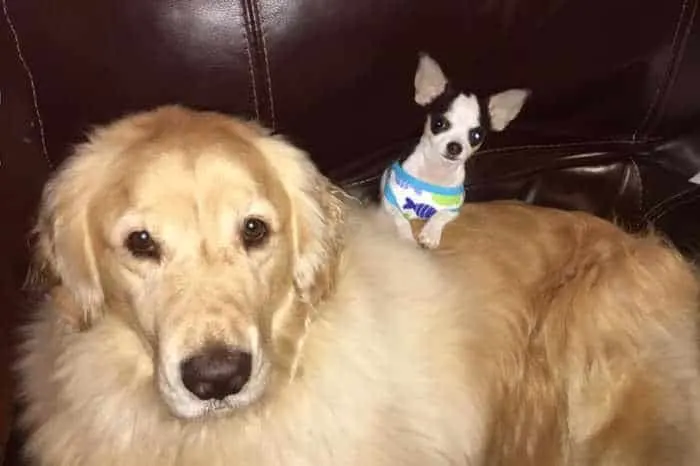 tiny chihuahua on top of golden retriever