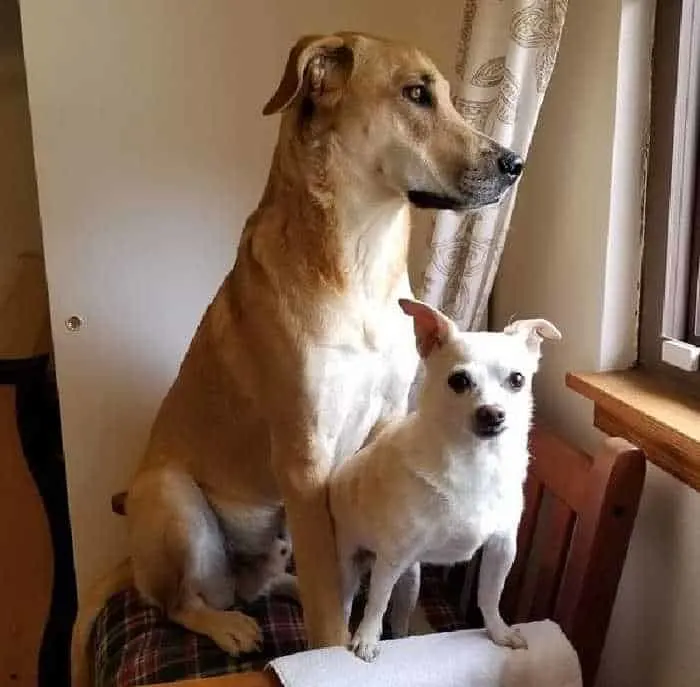 large dog looking out window sitting by chihuahua