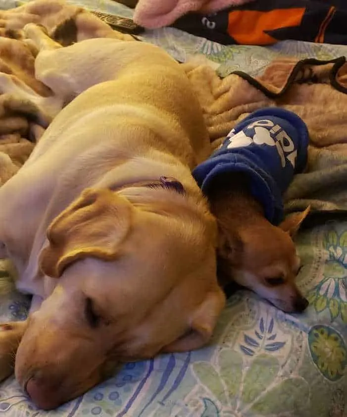 lab laying by chihuahua