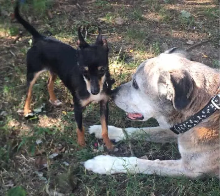 small chihuahua with large dog