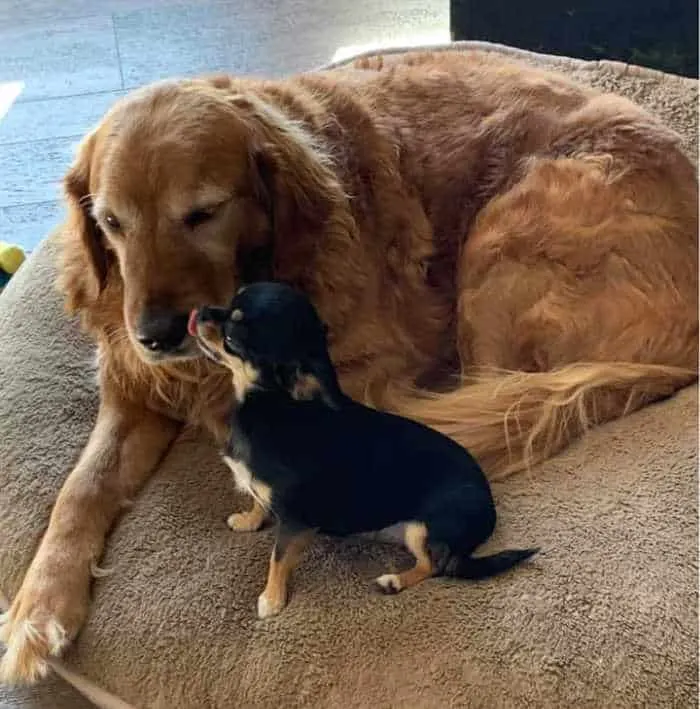 small chihuahua giving large golden retriever a kiss