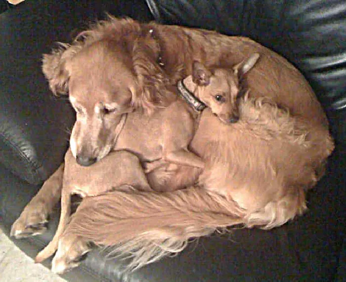 golden retriever laying with fawn chihuahua