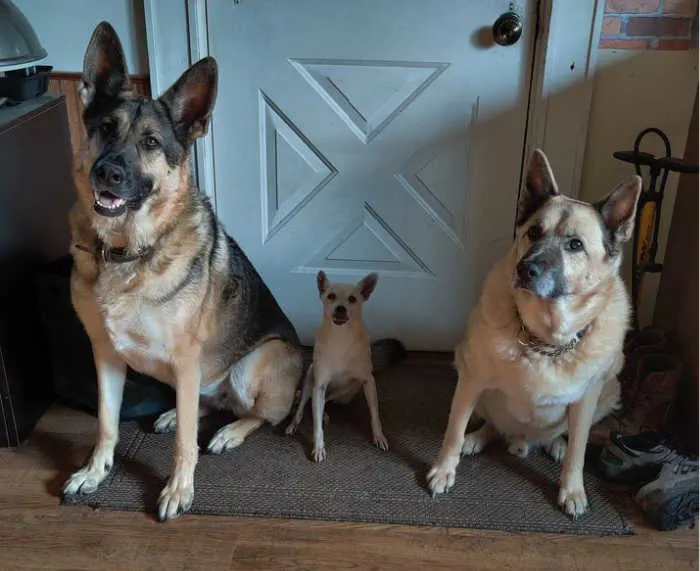 2 large dogs with chihuahua sitting between them 