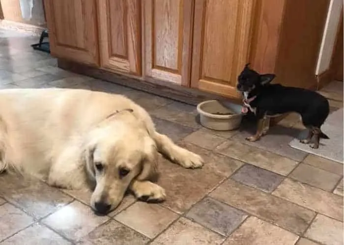 large dog laying by chihuahua by food bowl