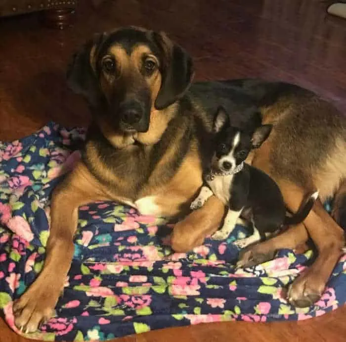 large dog and small chihuahua posing 