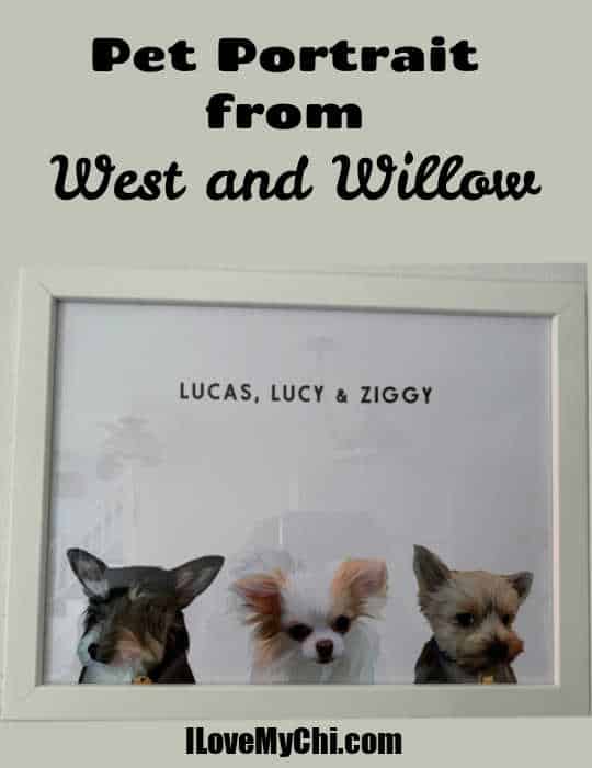 framed portrait of 3 small dogs
