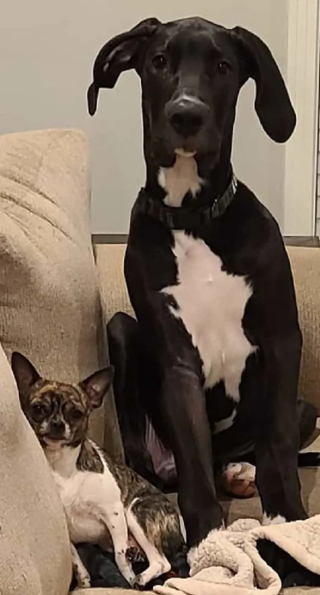 chihuahua and Great Dane