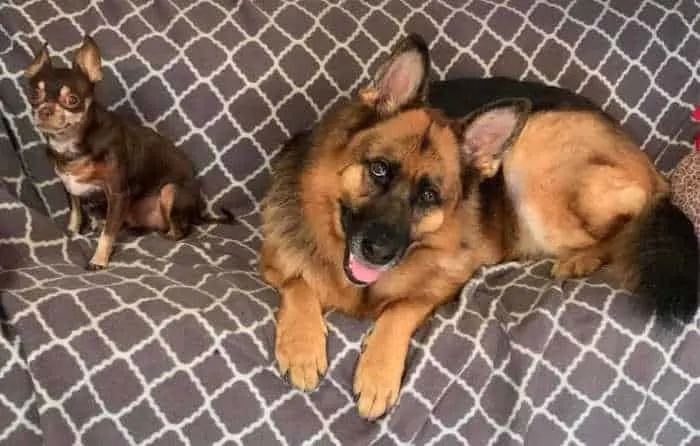 chihuahua and German Shepherd