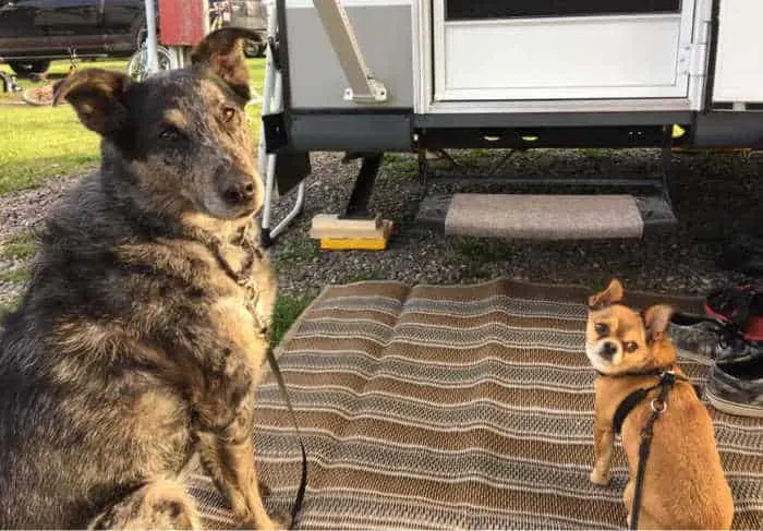 large dog and chihuahua