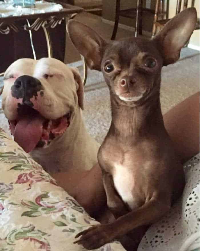 large blind white pitbull and small chocolate chihuahua