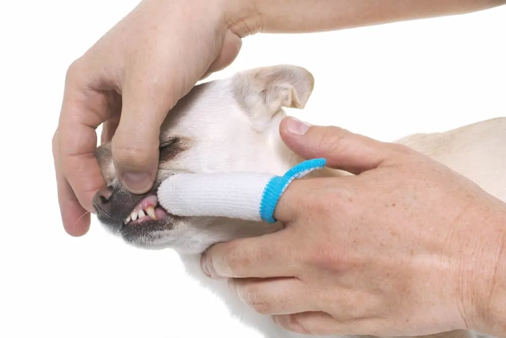 brushing the teeth of chihuahua