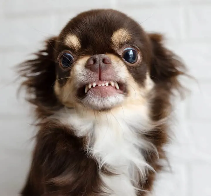 chihuahua showing teeth