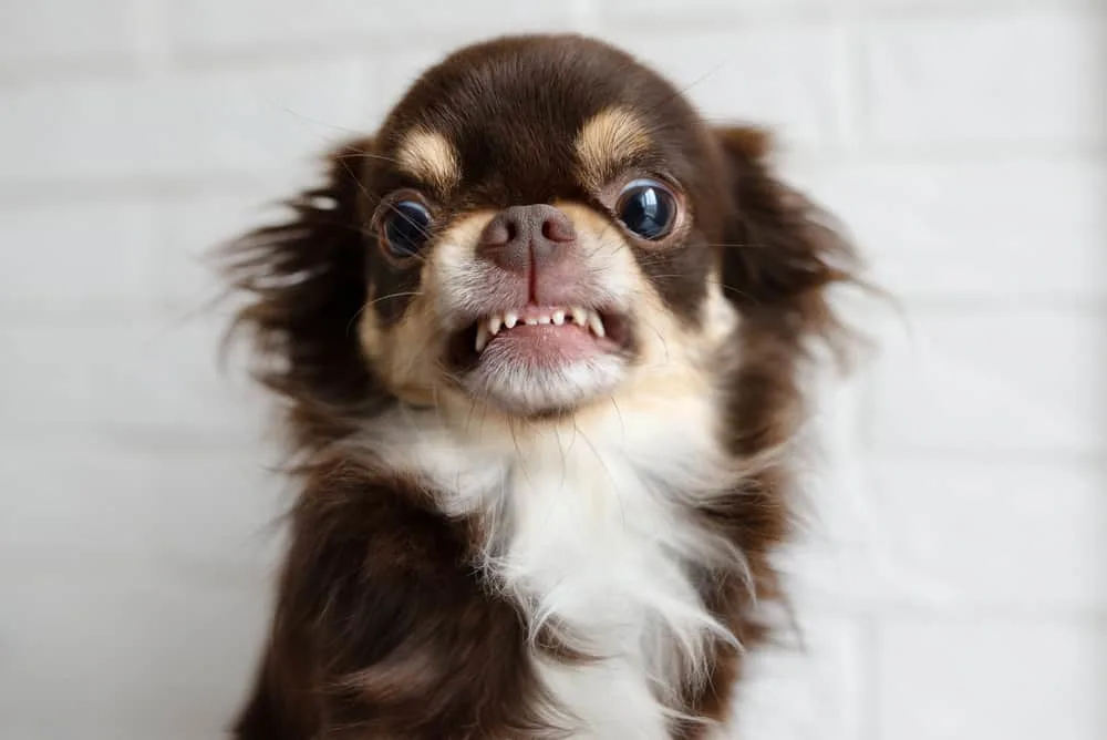 chihuahua showing teeth