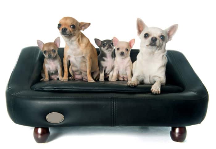 group of chihuahuas 