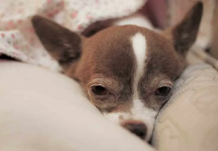 senior dog laying down