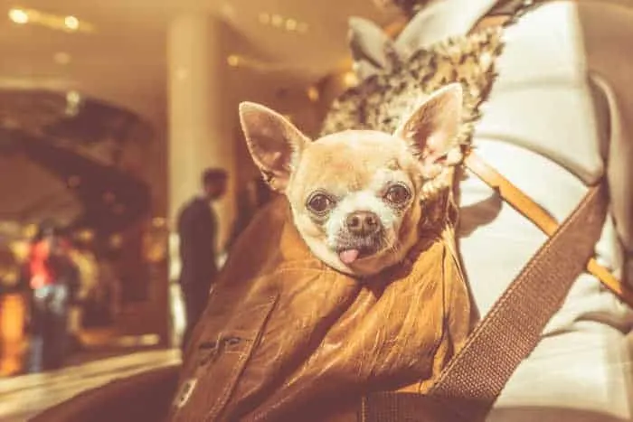 senior chihuahua in bag