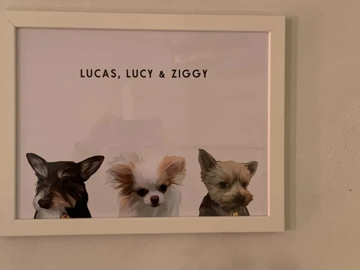 portrait of 3 dogs with their names above them