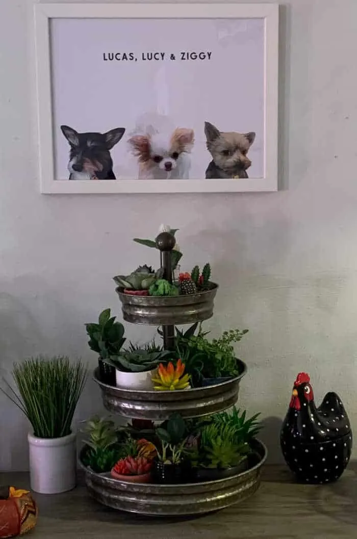 portrait of 3 dogs above sideboard with 3 tier tray and plants