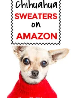 chihuahua dog wearing sweater