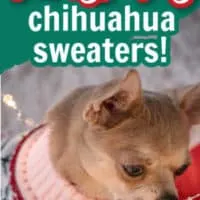 chihuahua wearing sweater