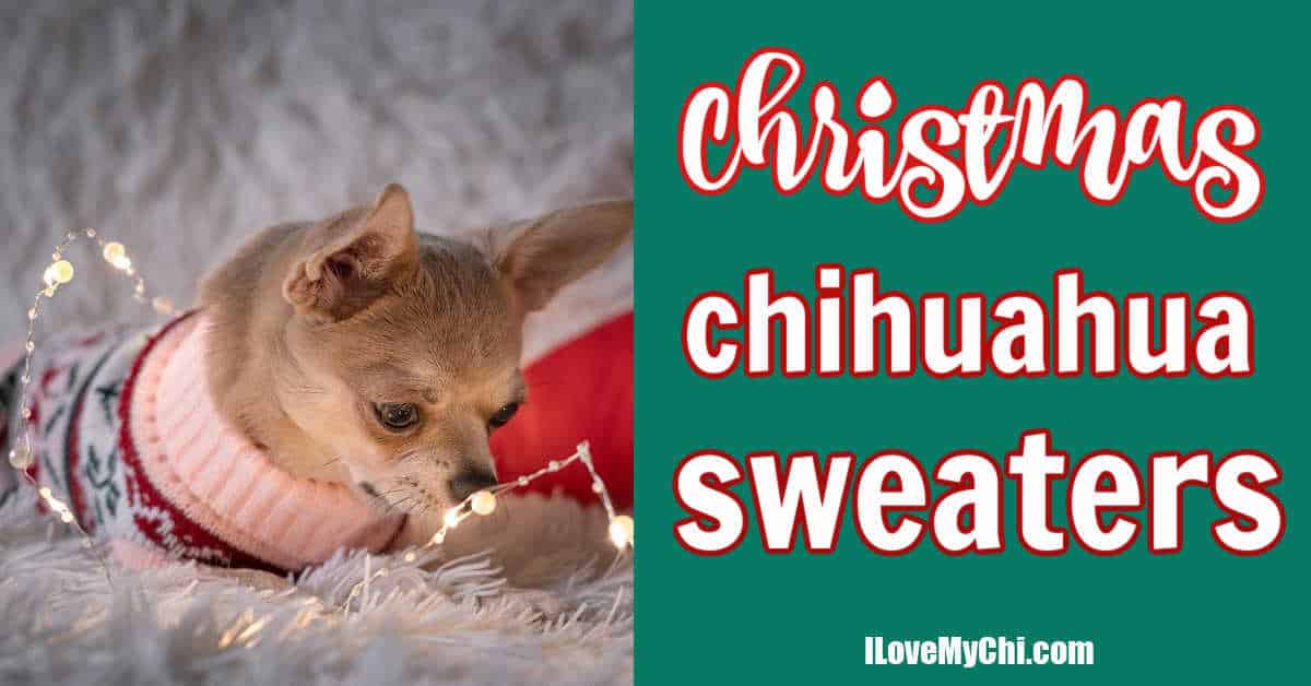 Ugly Christmas Sweaters aren't just - El Paso Chihuahuas