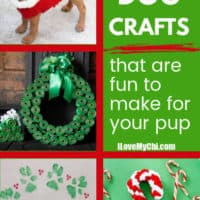 various dog crafts photos