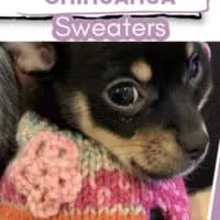 cute chihuahua in multi-colored sweater