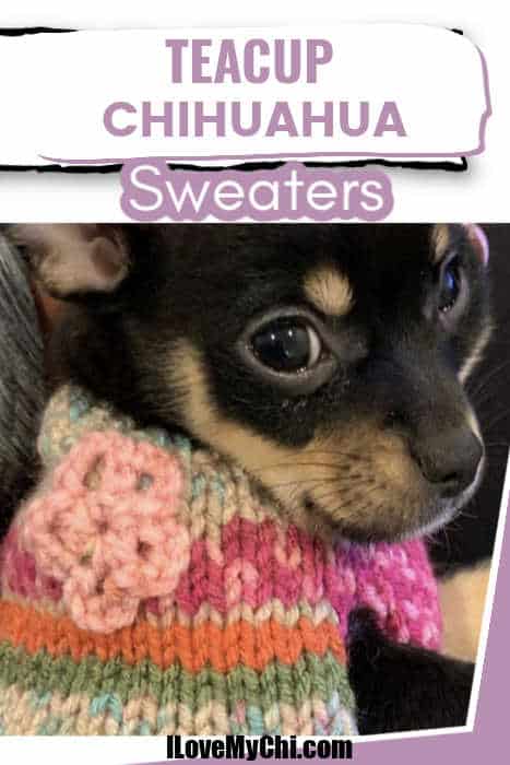 cute chihuahua in multi-colored sweater