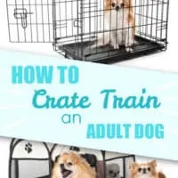 chihuahua dogs in crates