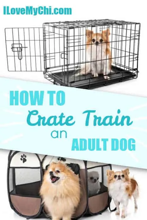 vertel het me snap Concurreren How to Crate Train an Adult Dog - I Love My Chi
