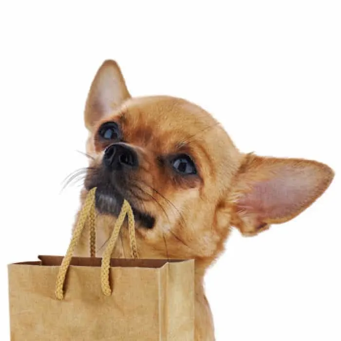 fawn chihuahua holding shopping bag in mouth