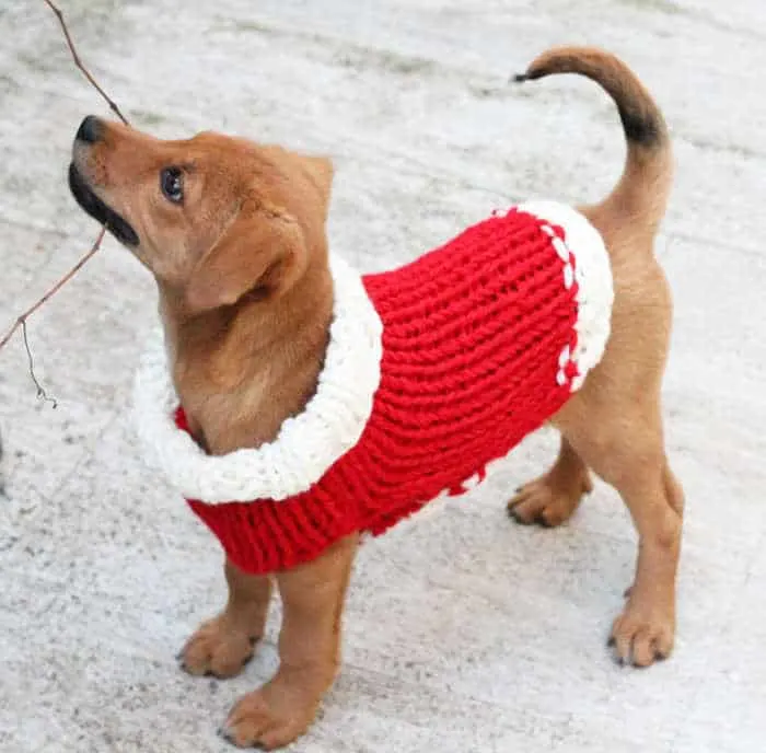 Christmas knitted sweater on a puppy