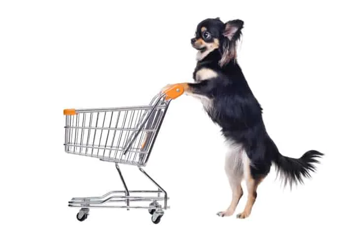 Standing chihuahua with shopping cart isolated on white