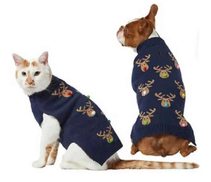 dog and cat wearing a sweater