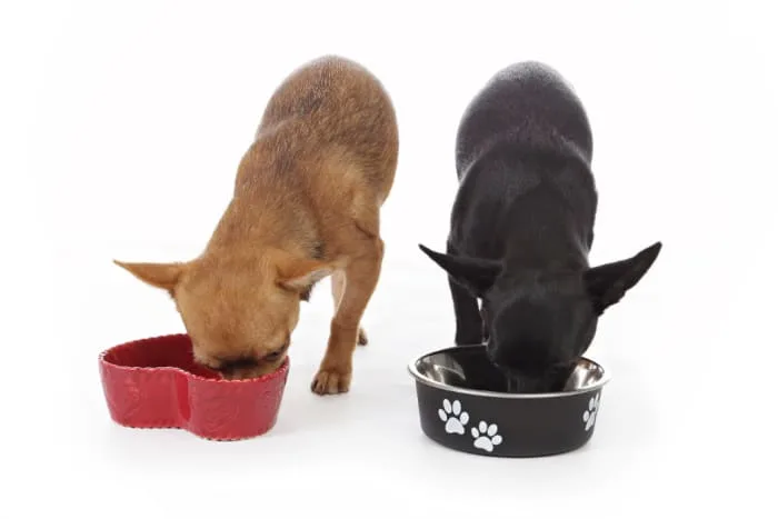 2 chihuahuas eating from dog food bowls