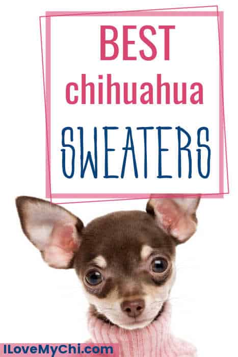 chihuahua wearing pink sweater