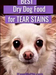 long hair chihuahua with tear stains