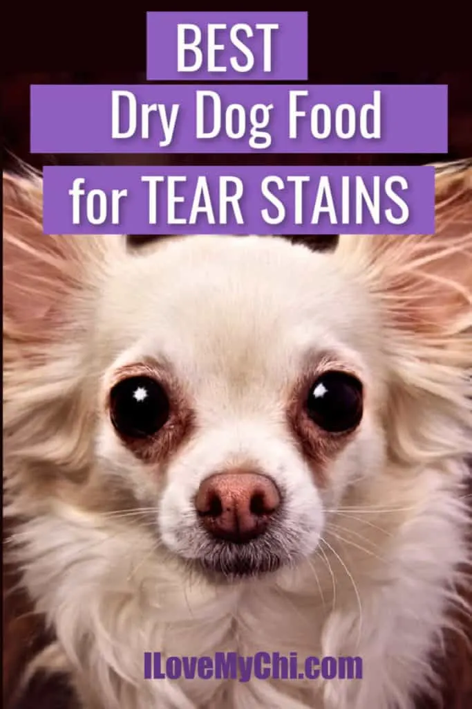 long hair chihuahua with tear stains