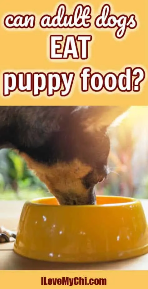 chihuahua eating food from yellow dog bowl