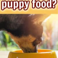 chihuahua eating food from yellow dog bowl