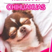 sleeping smiling chihuahua